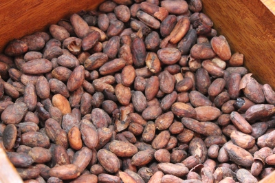 Raw cocoa beans at the ChocoMuseo.